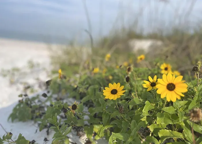 2 Bed-1 Bath With Sunroom, Private Pool And Access! Clearwater Beach